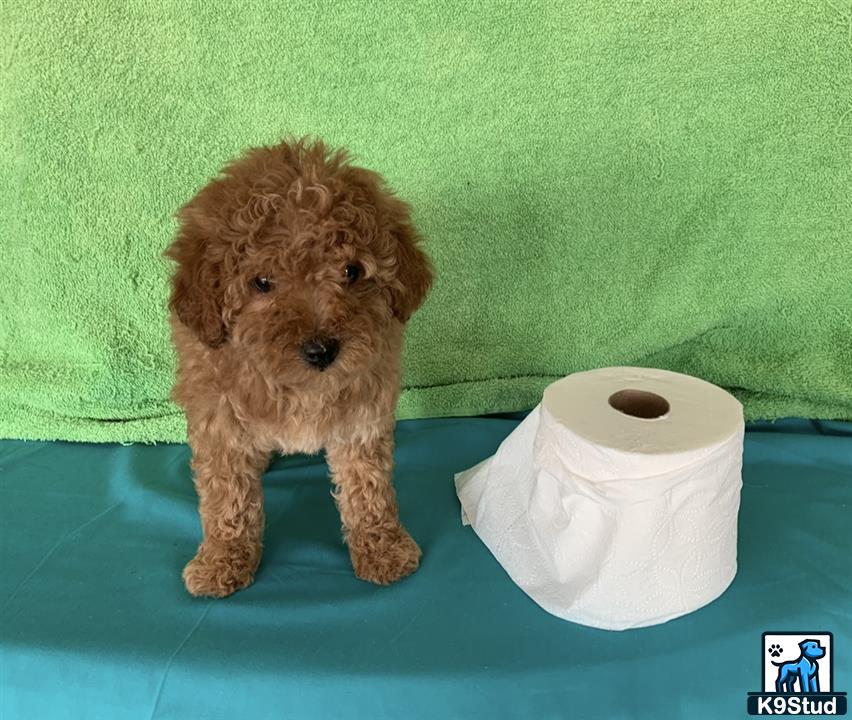 a maltipoo dog standing next to a roll of toilet paper