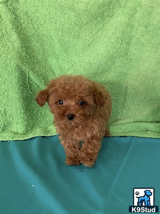 a small brown maltipoo dog