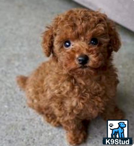 a small brown maltipoo dog