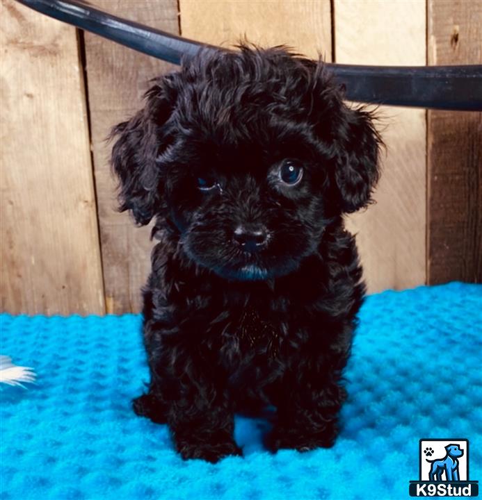 a small black maltipoo puppy