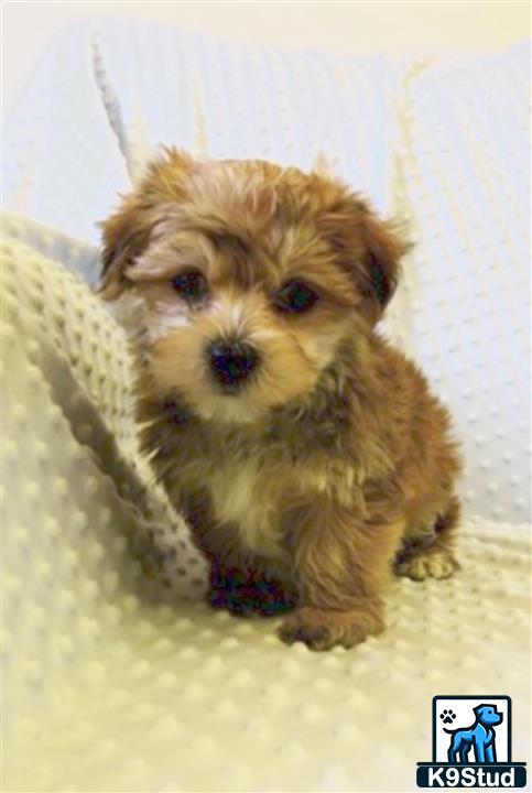 a small maltipoo dog on a blanket