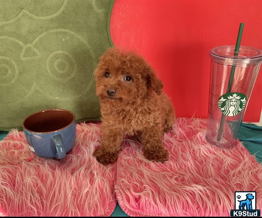 a maltipoo dog sitting next to a cup
