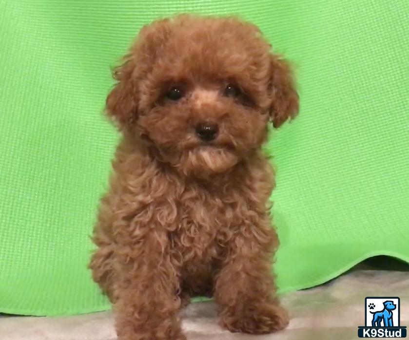 a small brown maltipoo puppy