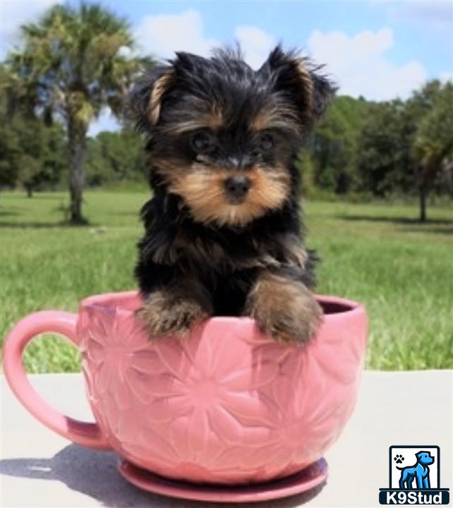 a yorkshire terrier dog sitting in a cup