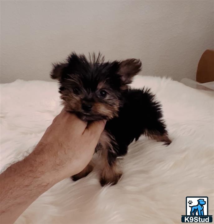 a yorkshire terrier dog holding a stuffed animal