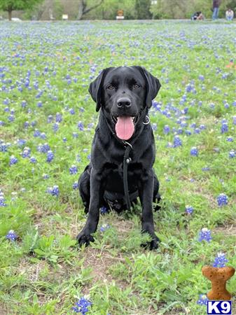 a labrador retriever dog sitting in a field of flowers