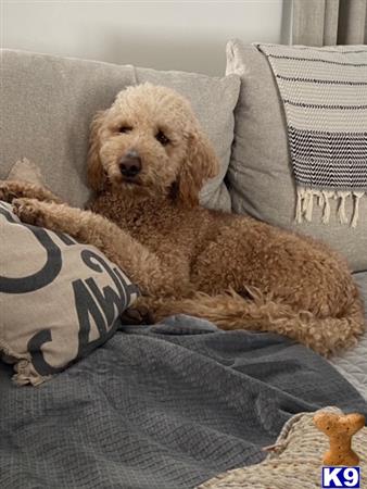 a goldendoodles dog lying on a couch