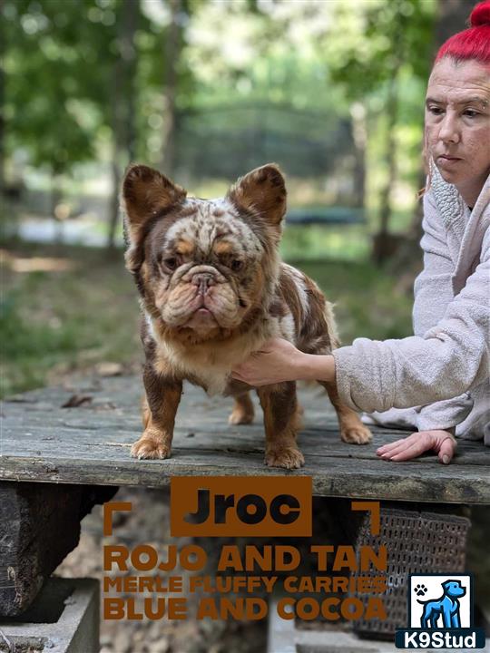 a french bulldog dog standing on a wooden surface