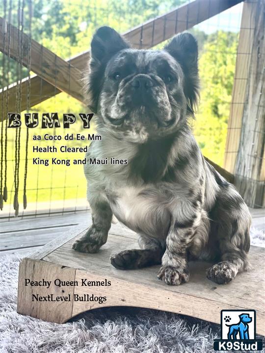 a french bulldog dog sitting on a wooden surface