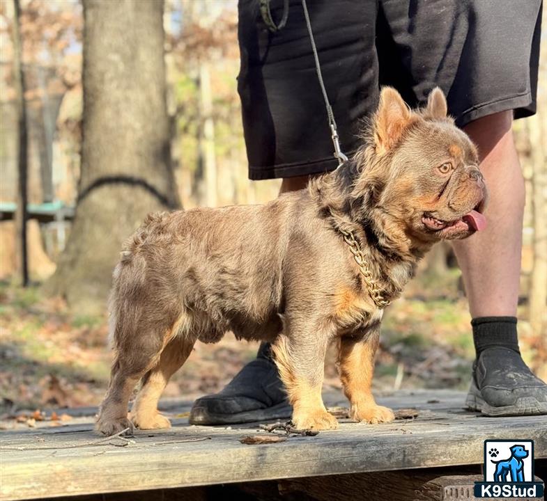 a french bulldog dog standing on a wood deck