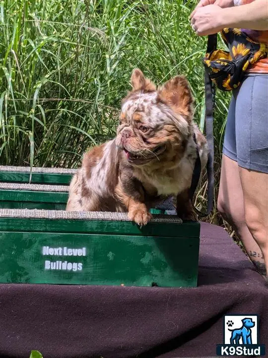 a french bulldog dog on a green bench