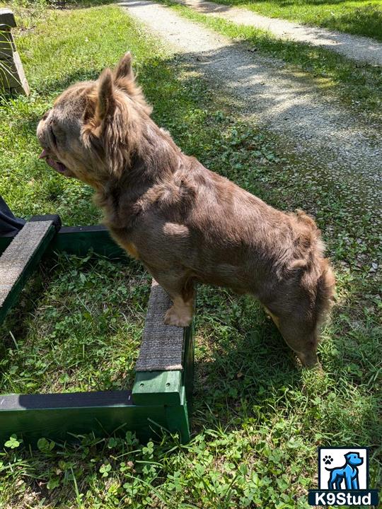 a french bulldog dog standing on a bench