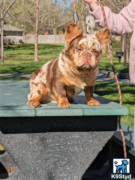 a french bulldog dog sitting on a trampoline