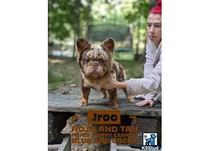 a french bulldog dog standing on a wooden surface