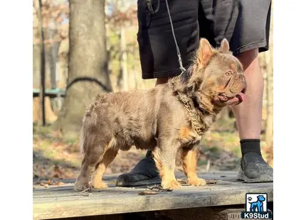 a french bulldog dog standing on a wood deck