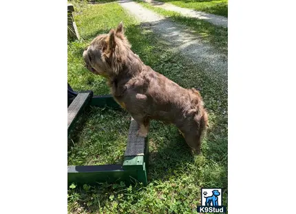 a french bulldog dog standing on a bench