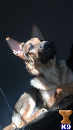 a german shepherd dog with a rabbit head