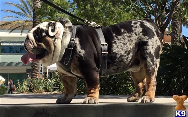 a bulldog dog wearing a garment