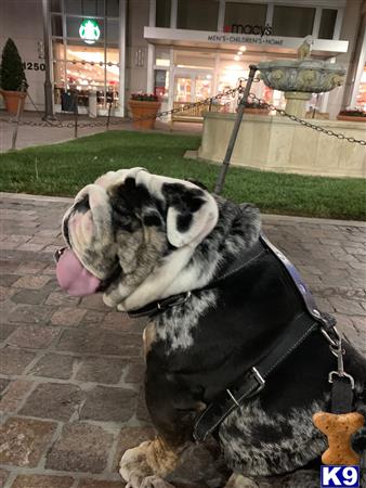 a english bulldog dog with its tongue out