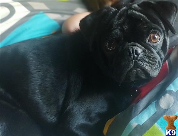 a black pug dog with a red collar