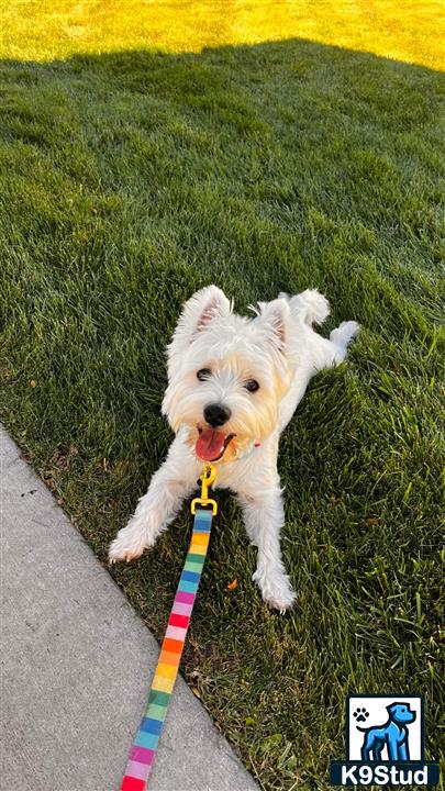 a west highland white terrier dog running on grass