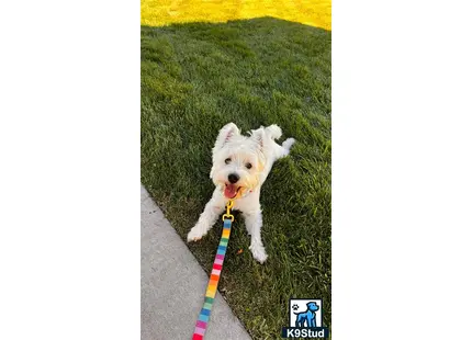 a west highland white terrier dog running on grass