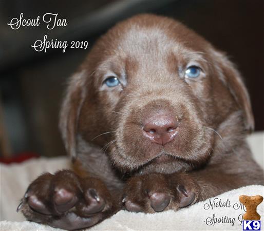 a labrador retriever puppy lying on a blanket