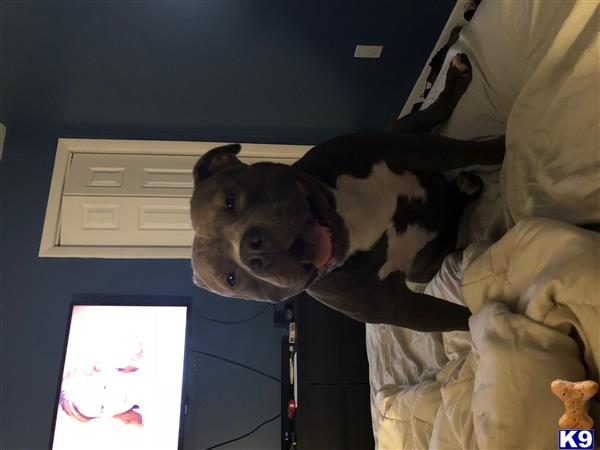 a american bully dog standing on a bed