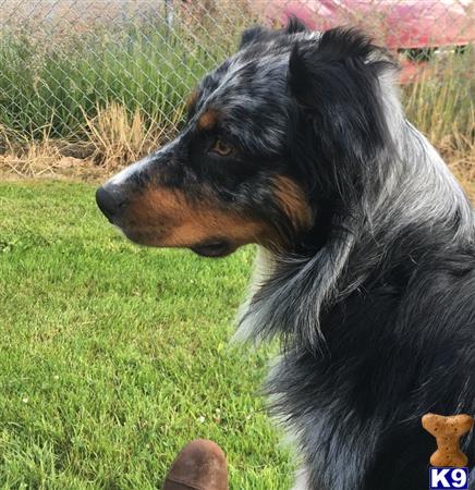 a australian shepherd dog standing in a grassy area