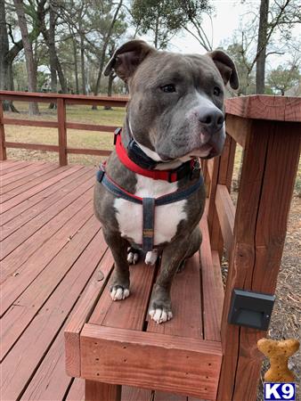 a american bully dog wearing a harness