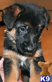 a small black and white german shepherd puppy