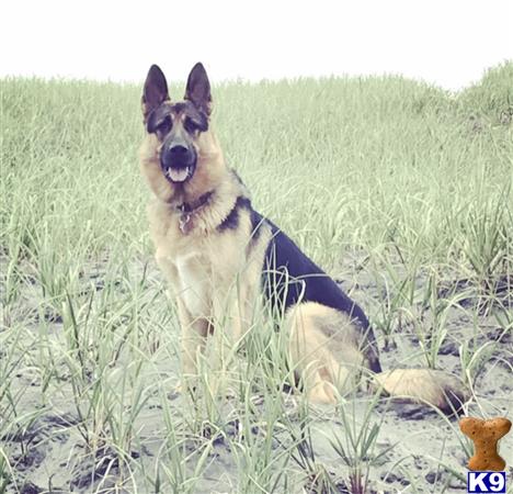 a german shepherd dog sitting in a field