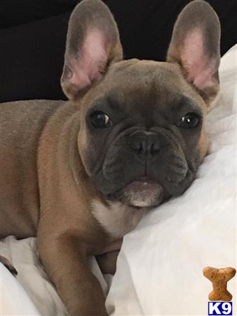 a french bulldog dog lying on a blanket