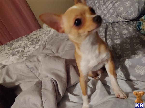 a chihuahua dog sitting on a bed