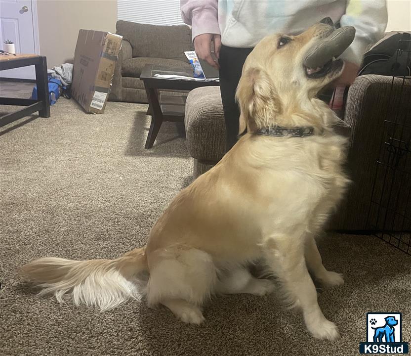 a golden retriever dog sitting on the floor