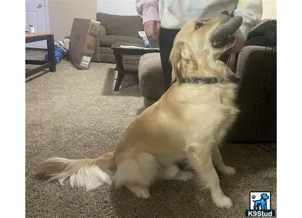 a golden retriever dog sitting on the floor