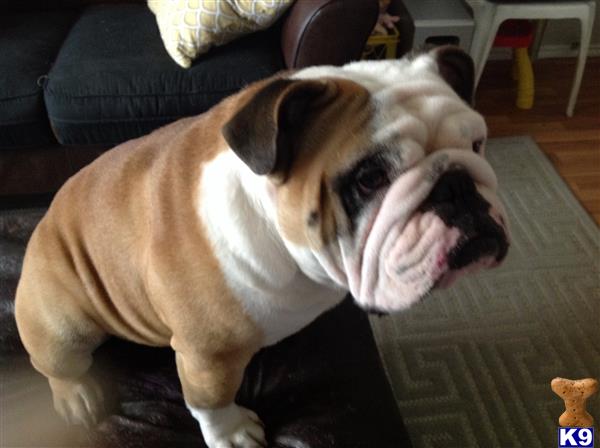 a english bulldog dog with a english bulldog dog face