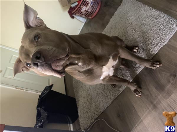 a american pit bull dog standing on a wood floor