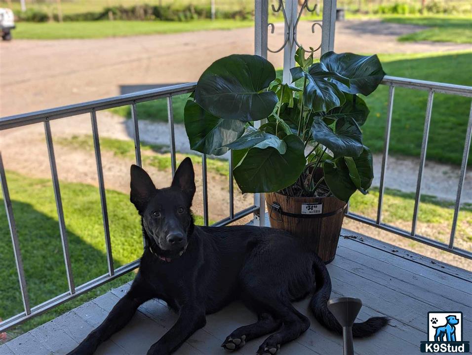 a german shepherd dog sitting on a bench next to a potted plant