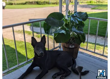 a german shepherd dog sitting on a bench next to a potted plant