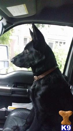 a german shepherd dog sitting in a car