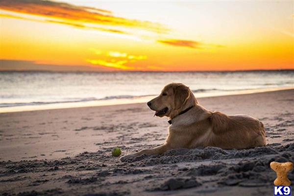 a golden retriever dog on a beach