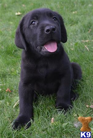 nixbrown%5Cnixbrown_labrador-retriever-a201482717391.jpg