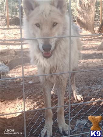 a white wolf behind a fence