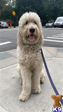 a goldendoodles dog on a leash on a sidewalk