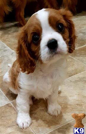 Cavalier King Charles Spaniel Puppy for Sale: Cavalier King Charles