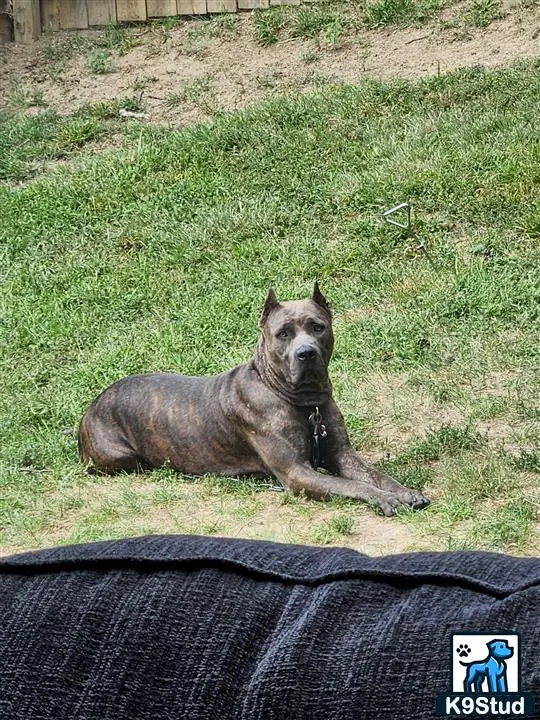 Cane Corso