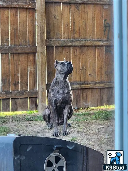 Cane Corso female dog