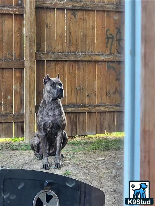 Cane Corso female dog