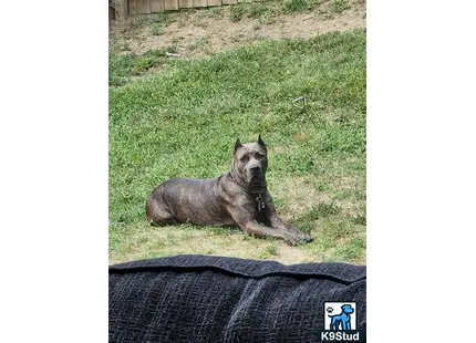 Cane Corso